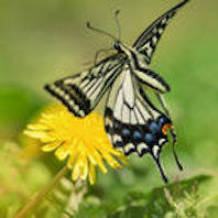 f:id:tzr824:20200318015452j:plain