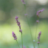 f:id:tzr824:20200318191731j:plain