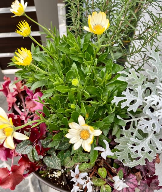 雨水★梅散る雨、花散らしとは - 秋麗・備忘録