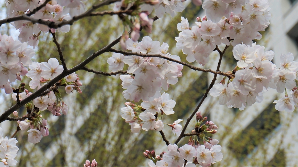 f:id:u-turner:20130319150147j:plain f:id:u-turner:20130319150147j:plain