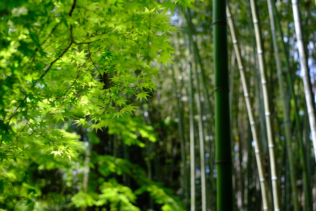 f:id:u0302:20190505184050j:plain f:id:u0302:20190505184050j:plain