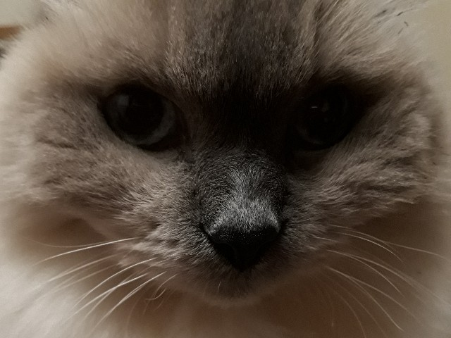 f:id:u__1i:20191216123751j:image