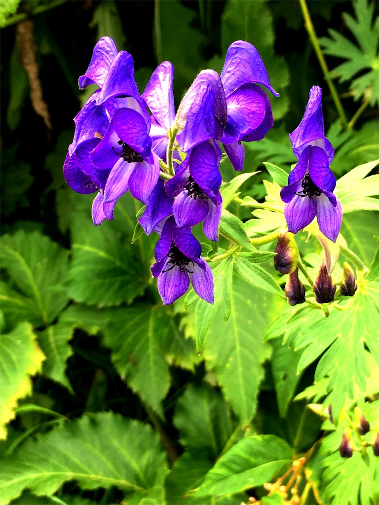 f:id:u_f_y:20180812170629j:image f:id:u_f_y:20180812170629j:image