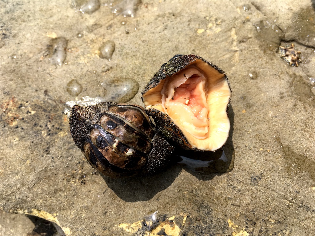 海抜2 860mの翌日は海抜0mで貝拾い 山と酒と音と飯