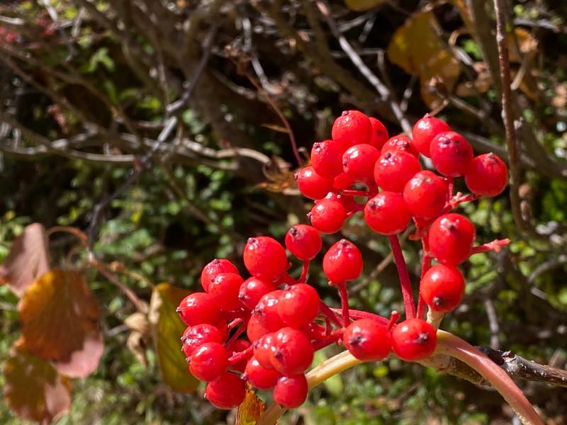 f:id:u_rotas:20191015082158j:plain