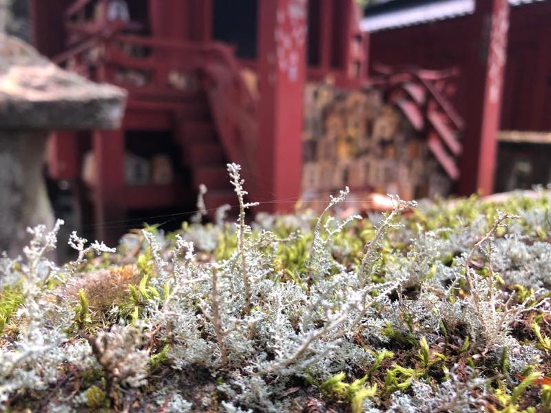 f:id:u_rotas:20191123080548j:plain f:id:u_rotas:20191123080548j:plain