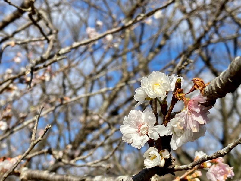 f:id:u_rotas:20191210164750j:plain