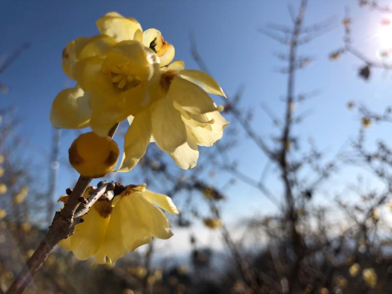 f:id:u_rotas:20200121061755j:plain