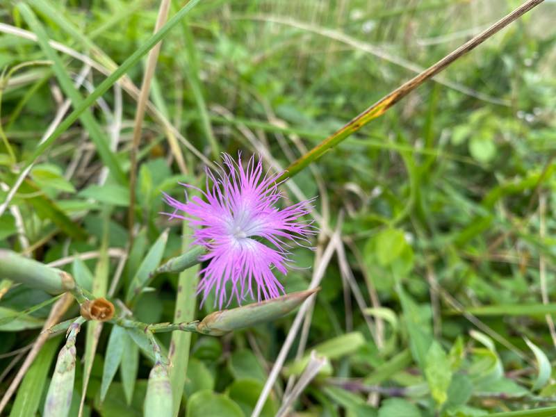 f:id:u_rotas:20200727083132j:plain f:id:u_rotas:20200727083132j:plain