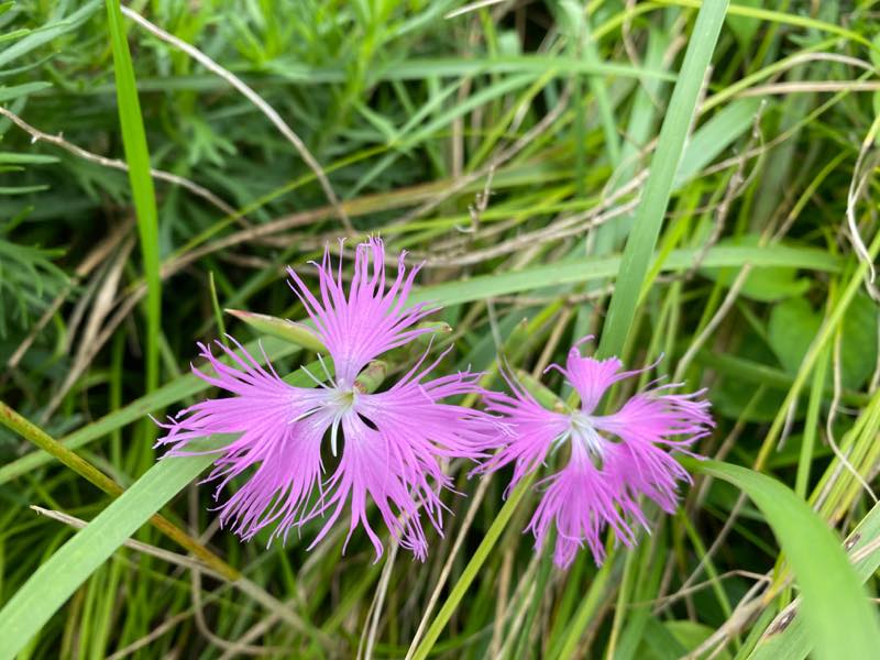 f:id:u_rotas:20200727083135j:plain f:id:u_rotas:20200727083135j:plain