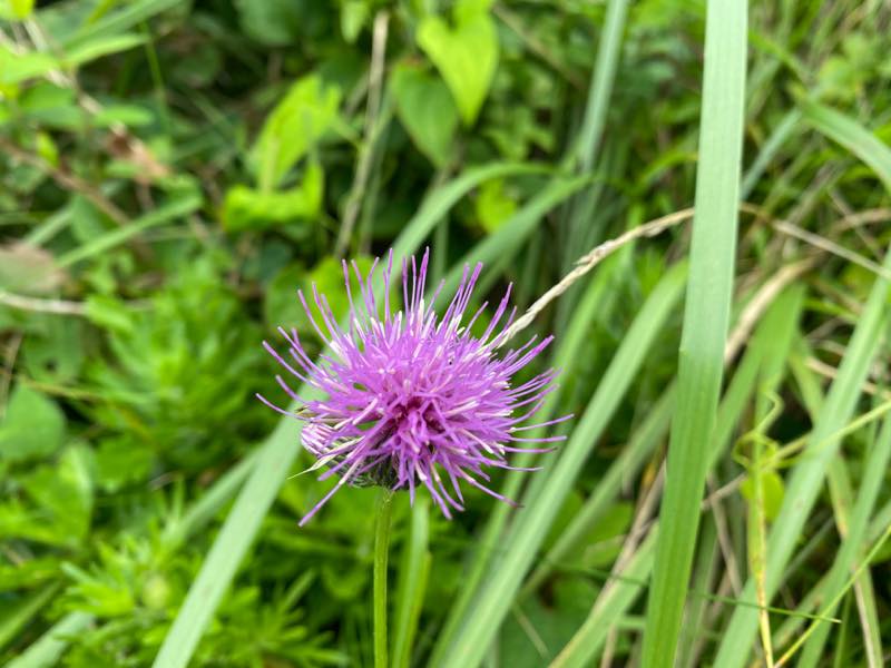 f:id:u_rotas:20200727083140j:plain f:id:u_rotas:20200727083140j:plain