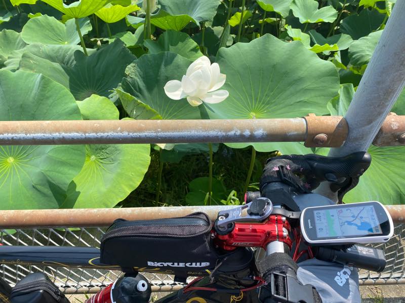 f:id:u_rotas:20200806055537j:plain f:id:u_rotas:20200806055537j:plain