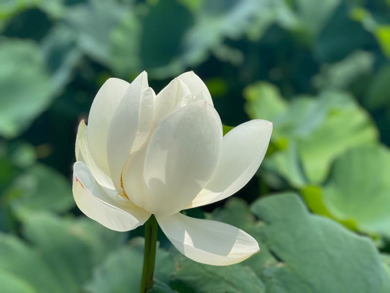 f:id:u_rotas:20200806055540j:plain f:id:u_rotas:20200806055540j:plain