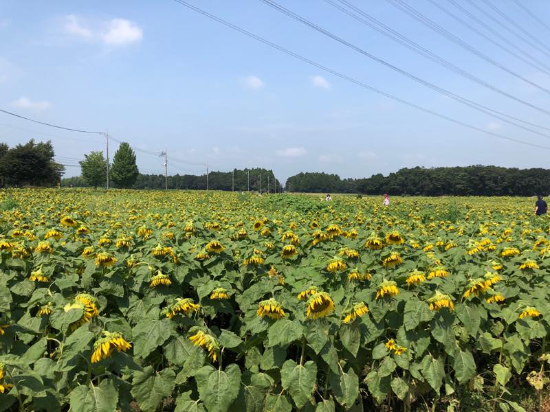 f:id:u_rotas:20200825085130j:plain