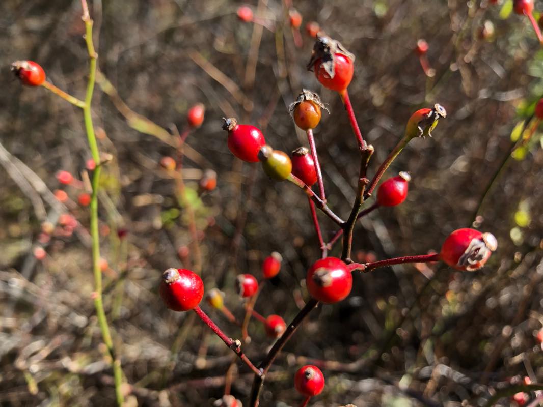 f:id:u_rotas:20201027065306j:plain