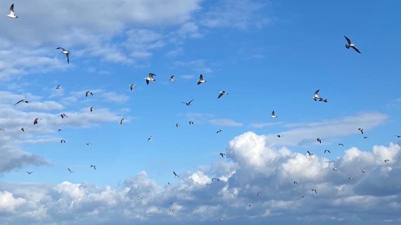 f:id:u_rotas:20201202182305j:plain