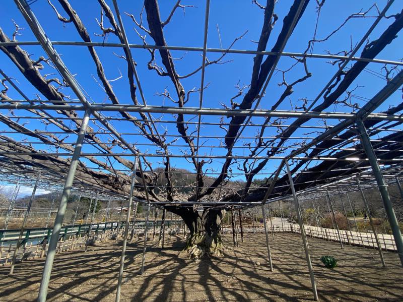 f:id:u_rotas:20210316074947j:plain