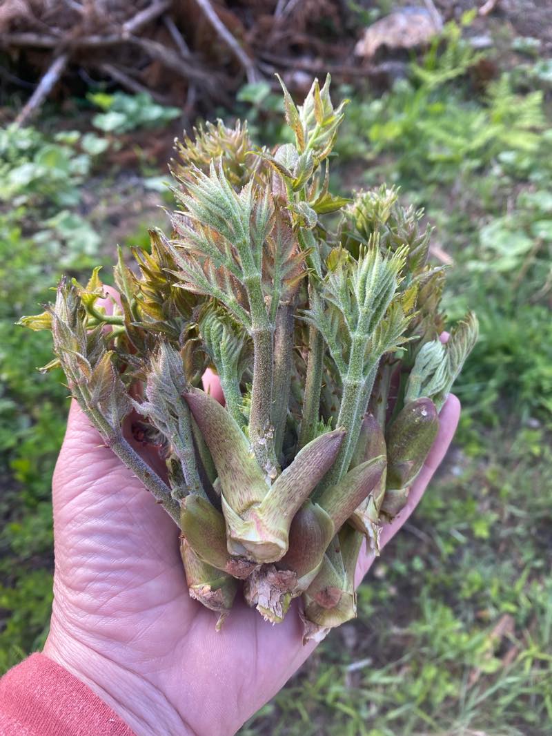 f:id:u_rotas:20210521074907j:plain