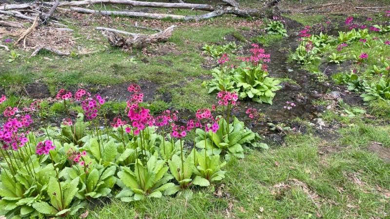 f:id:u_rotas:20210604072218j:plain