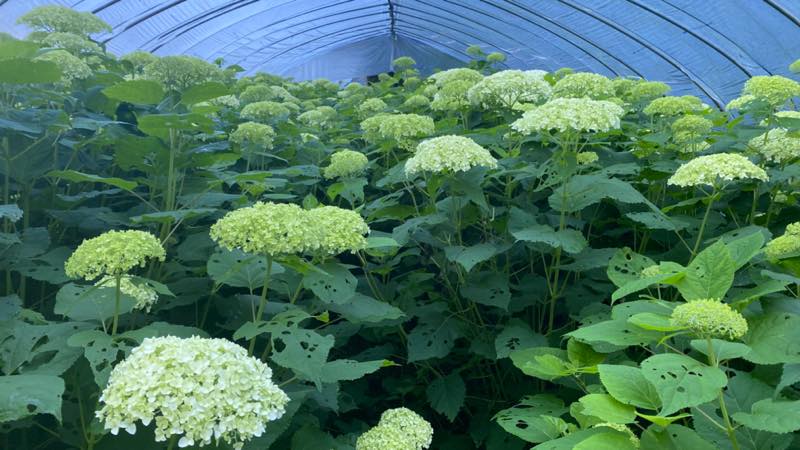 f:id:u_rotas:20210720072756j:plain