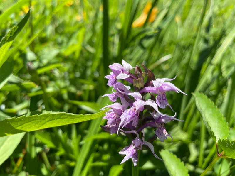 f:id:u_rotas:20210721174741j:plain