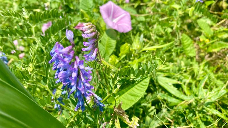 f:id:u_rotas:20210725113600j:plain