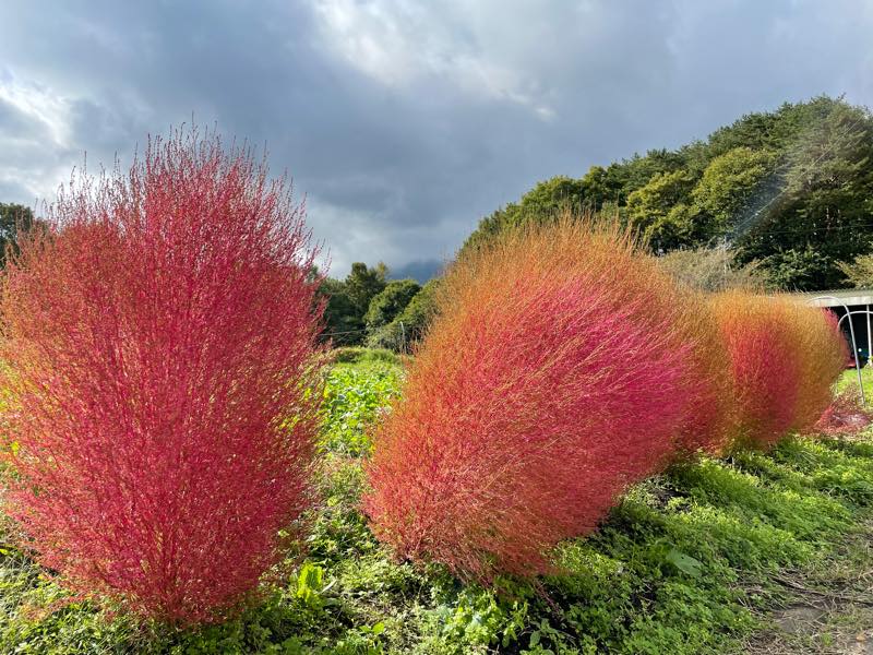 f:id:u_rotas:20211019082252j:plain