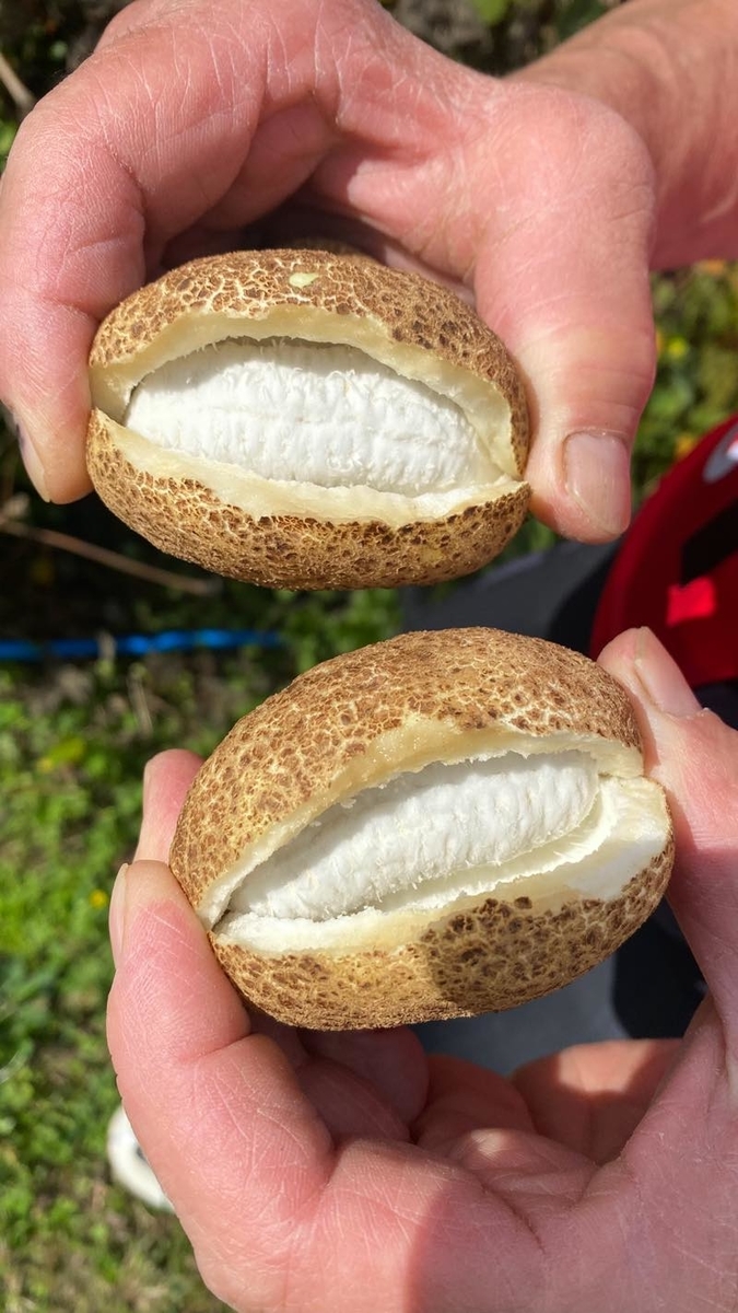 f:id:u_rotas:20211019082529j:plain