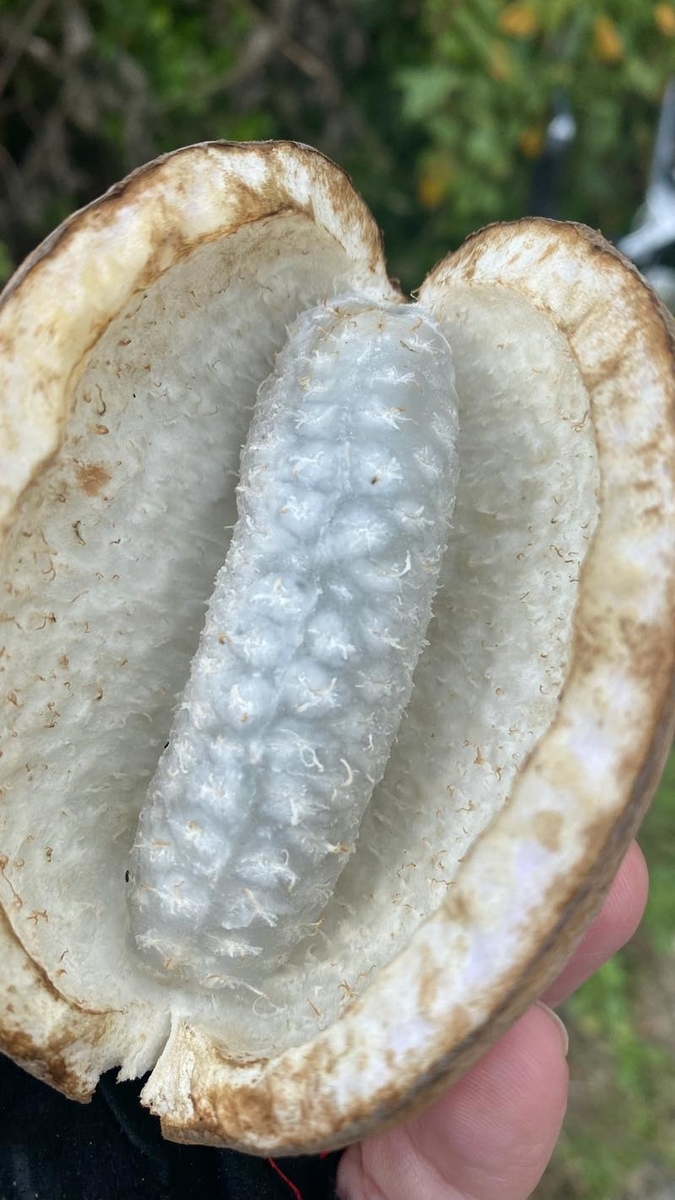 f:id:u_rotas:20211019082531j:plain