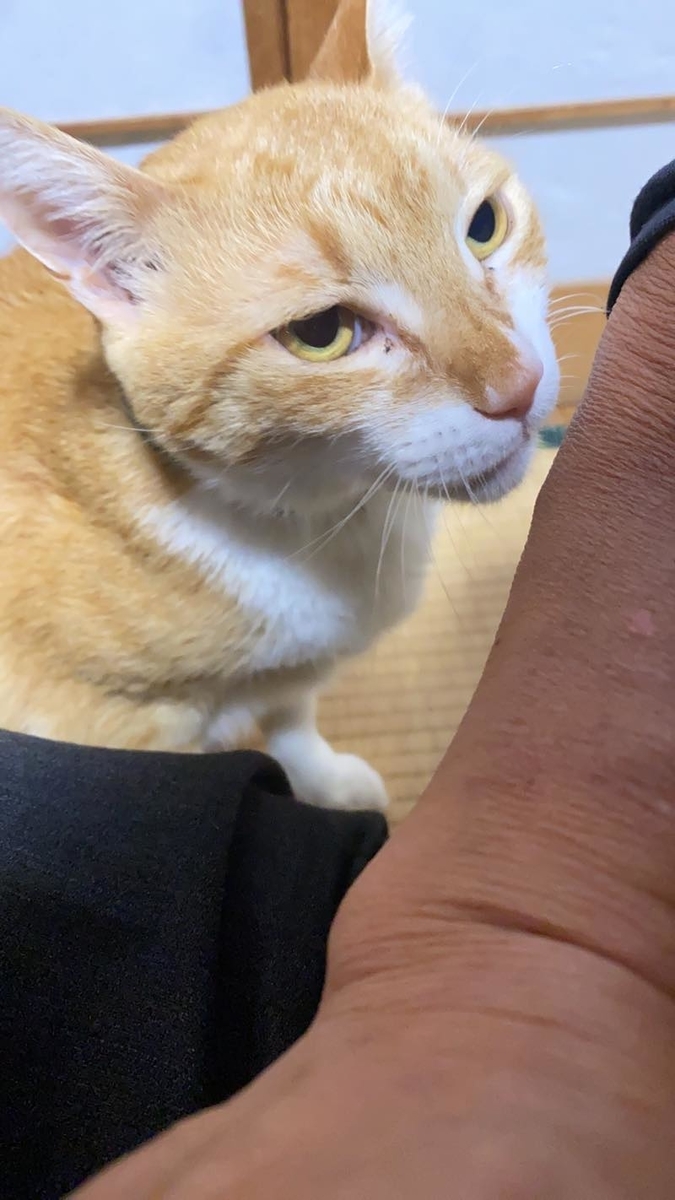 f:id:u_rotas:20211029040540j:plain