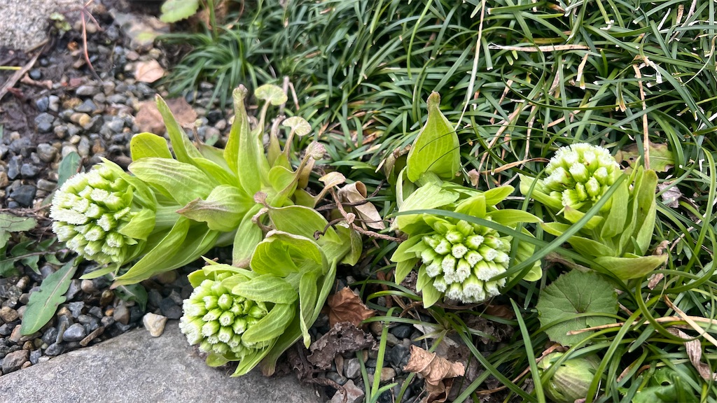 f:id:u_rotas:20240306084623j:image