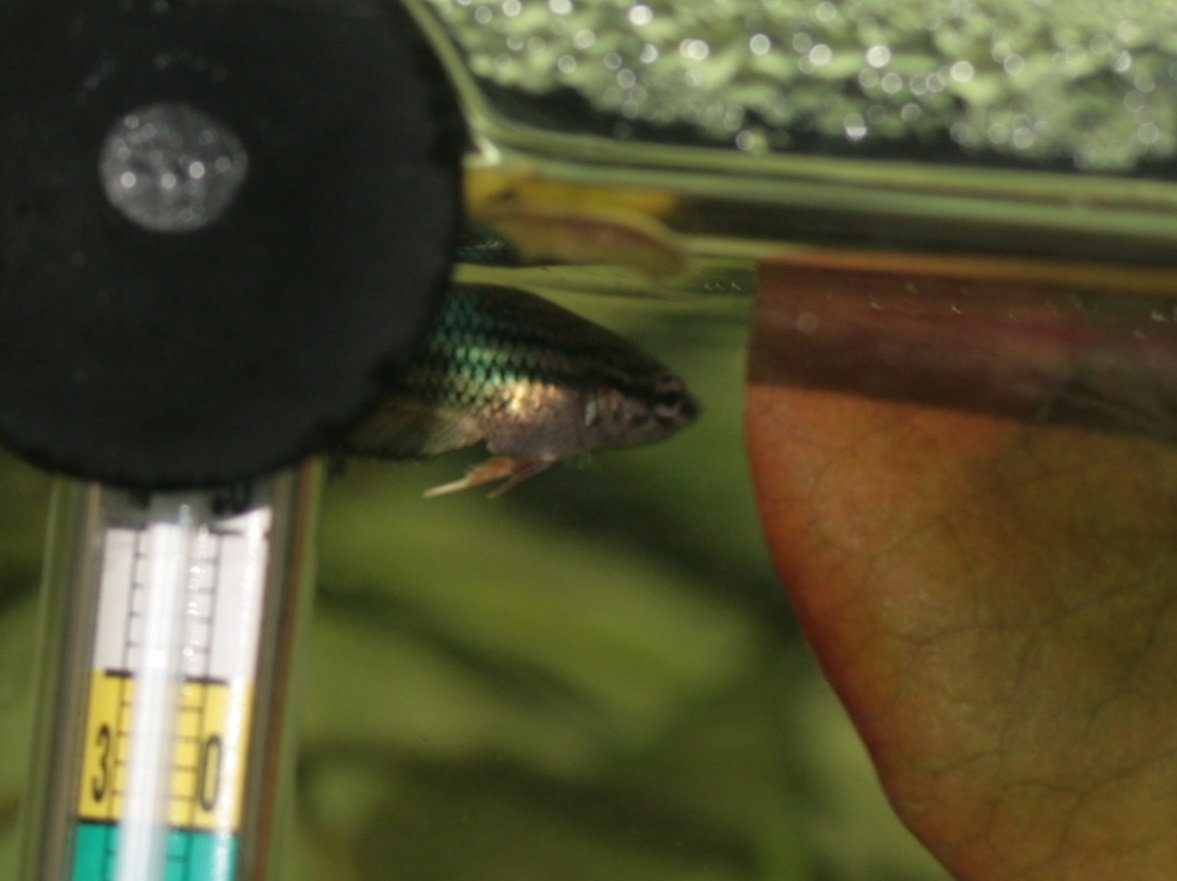 ベタの繁殖 11 15 稚魚期 Beta Splendens Breeding Juvenile Fish 星ヶ丘での日々