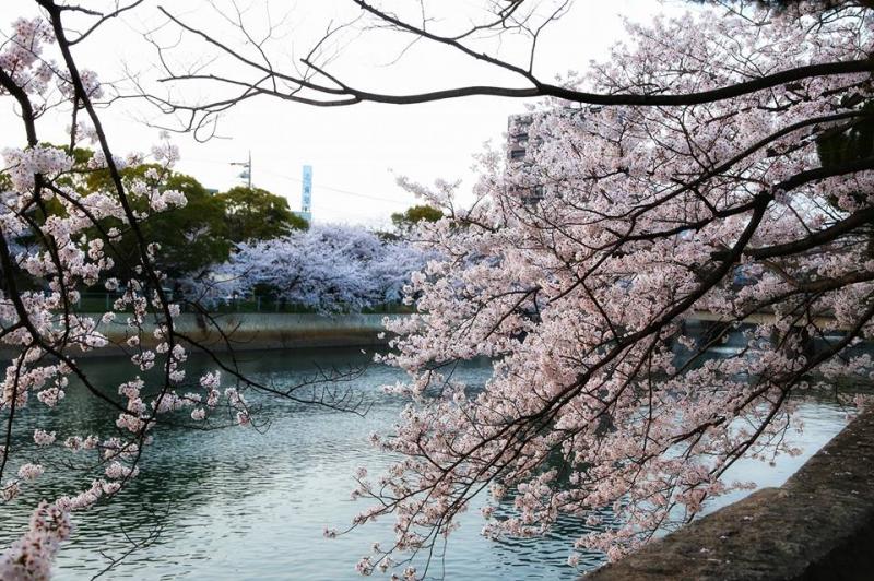 宇部市民オススメのお花見スポット!名所の公園からローカルな桜並木まで【宇部市 中心部エリア】 - うべさがし