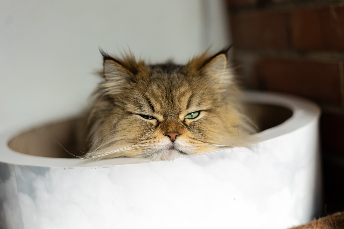 f:id:ubertokyo:20200212012034j:plain f:id:ubertokyo:20200212012034j:plain