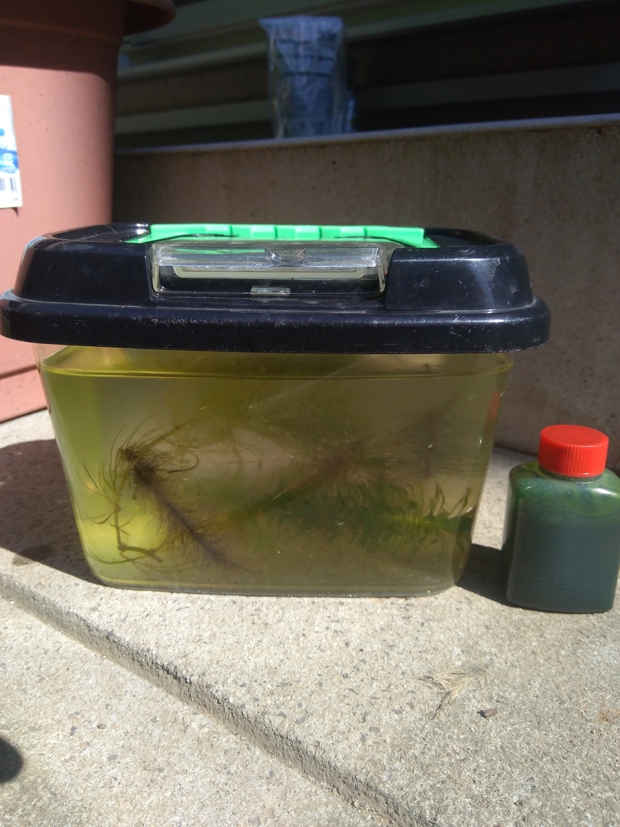 グリーンウォーター投入 野ばなし グリーンウォーター投入 野ばなし