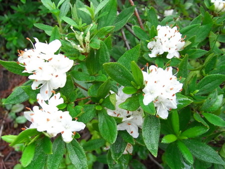 f:id:uchikoyoga:20090724012213j:image:w350