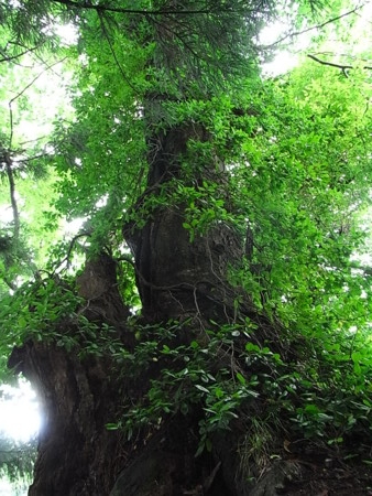 f:id:uchikoyoga:20090801004123j:image:h350