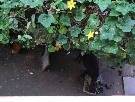 f:id:uchikoyoga:20090929014058j:image:w350 f:id:uchikoyoga:20090929014058j:image:w350