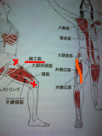立位前後開脚で額を膝につけるポーズと 縫工筋 ほうこうきん うちこのヨガ日記