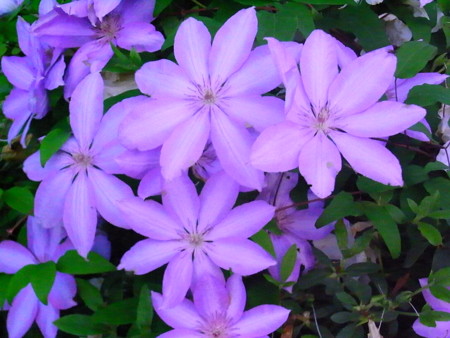 f:id:uchikoyoga:20100607235935j:image:w350 f:id:uchikoyoga:20100607235935j:image:w350