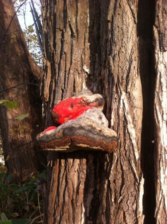 f:id:uchikoyoga:20101108002002j:image:h400