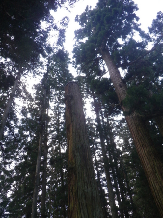 f:id:uchikoyoga:20120421201119j:image:h350