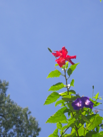 f:id:uchikoyoga:20120820172309j:image:h350 f:id:uchikoyoga:20120820172309j:image:h350