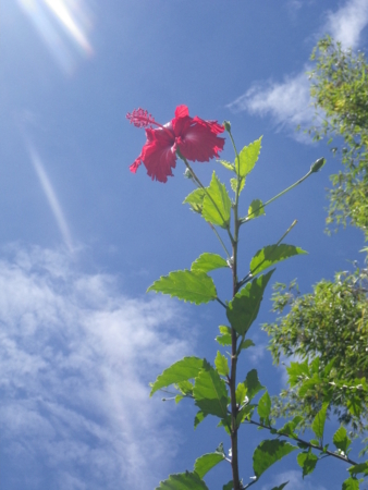 f:id:uchikoyoga:20120820172311j:image:h350 f:id:uchikoyoga:20120820172311j:image:h350