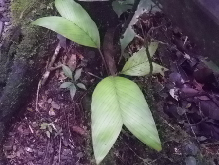 f:id:uchikoyoga:20120820172322j:image:w350 f:id:uchikoyoga:20120820172322j:image:w350