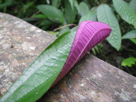 f:id:uchikoyoga:20120820172335j:image:w350 f:id:uchikoyoga:20120820172335j:image:w350