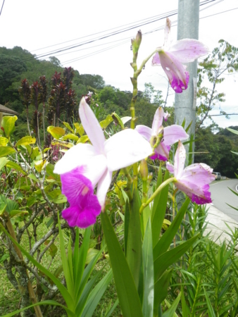 f:id:uchikoyoga:20120820172345j:image:h350 f:id:uchikoyoga:20120820172345j:image:h350