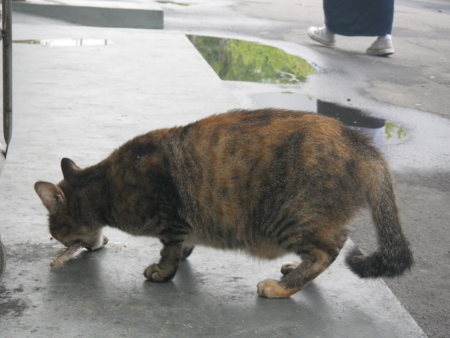 f:id:uchikoyoga:20120828162122j:image:w350