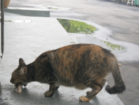 f:id:uchikoyoga:20120828162123j:image:w350