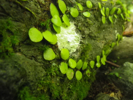 f:id:uchikoyoga:20120920230537j:image:w350